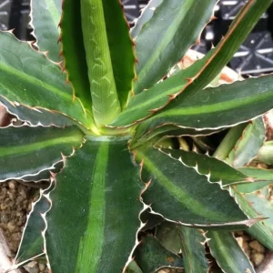 Center Stripe Agave Splendida Live Plant - Agave Lophantha - Striking Foliage - Image 3