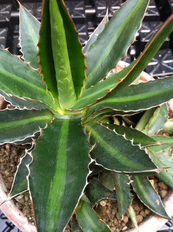 Center Stripe Agave Splendida Live Plant - Agave Lophantha - Striking Foliage - Image 3