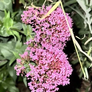 Centranthus Ruber Red Valerian Live Flower Plant – Bare Root, Tall, Purple-Pink - Image 1