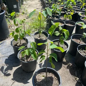 Cherimoya Seedling Plant – 1 Gallon Live Tree – Annona cherimola – Tropical Fruit - Image 2