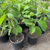 Cherimoya Seedling Plant – 1 Gallon Live Tree – Annona cherimola – Tropical Fruit - Image 1