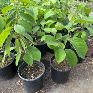 Cherimoya Seedling Plant – 1 Gallon Live Tree – Annona cherimola – Tropical Fruit - Image 1