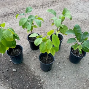 Cherimoya Seedling Plant – 1 Gallon Live Tree – Annona cherimola – Tropical Fruit - Image 3