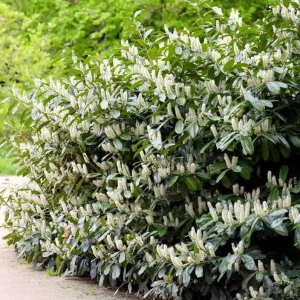 Cherry Laurel Bare Root Plant - Set of 5 - 5-10 Inches Tall - Outdoor Shrub - Image 3