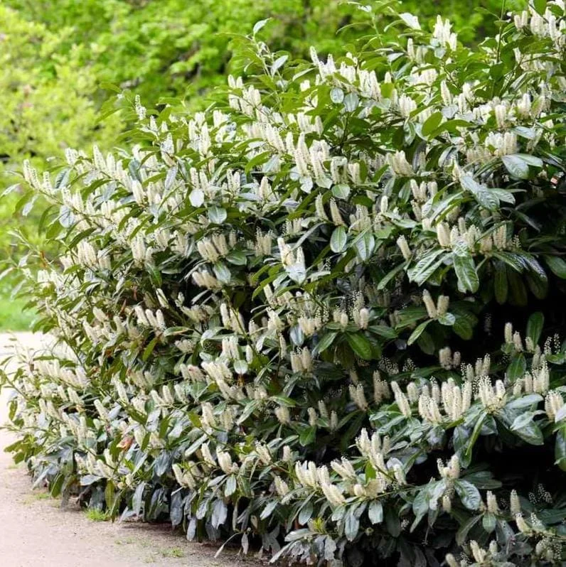 Cherry Laurel Bare Root Plant - Set of 5 - 5-10 Inches Tall - Outdoor Shrub - Image 3