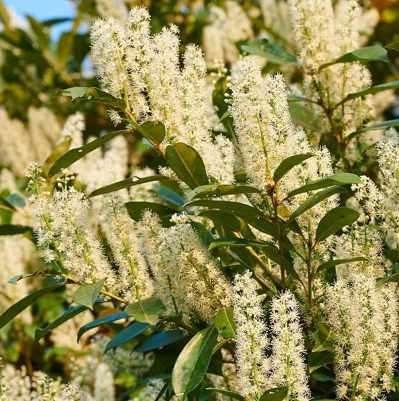 Cherry Laurel Bare Root Plant - Set of 5 - 5-10 Inches Tall - Outdoor Shrub - Image 4