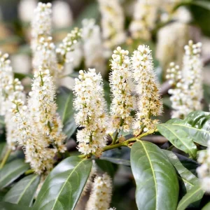 Cherry Laurel Bare Root Plant - Set of 5 - 5-10 Inches Tall - Outdoor Shrub - Image 5