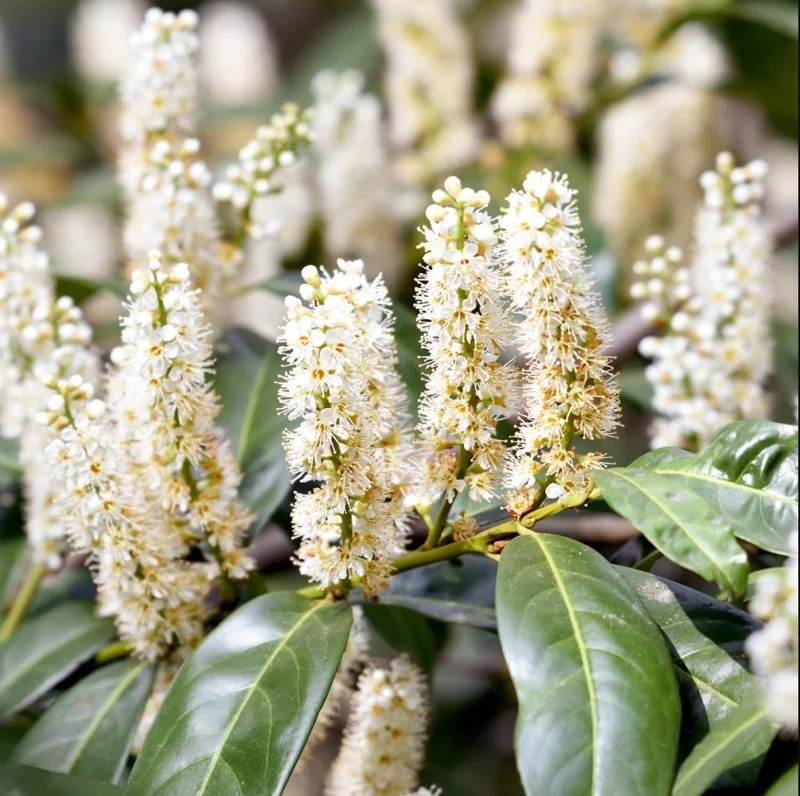 Cherry Laurel Bare Root Plant - Set of 5 - 5-10 Inches Tall - Outdoor Shrub - Image 5