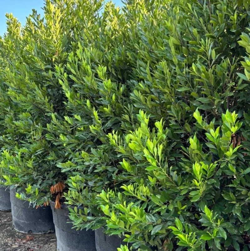 Cherry Laurel Bare Root Plant - Set of 5 - 5-10 Inches Tall - Outdoor Shrub - Image 6