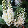 Cherry Laurel Bare Root Plant - Set of 5 - 5-10 Inches Tall - Outdoor Shrub - Image 1