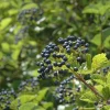 Chicago Lustre Viburnum Shrub – Live Plant – Glossy Foliage, Blue Fruit – Outdoor - Image 1