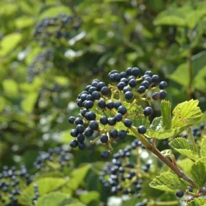 Chicago Lustre Viburnum Shrub – Live Plant – Glossy Foliage, Blue Fruit – Outdoor - Image 1