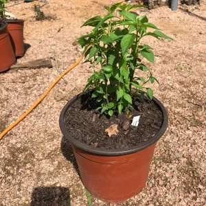 Chile Pequin Live Plant – 1 Gallon Pot – Hot Pepper – Outdoor - Image 2
