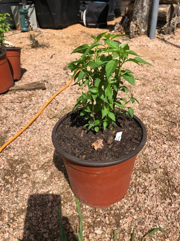 Chile Pequin Live Plant – 1 Gallon Pot – Hot Pepper – Outdoor - Image 2
