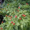 Chile Pequin Live Plant – 1 Gallon Pot – Hot Pepper – Outdoor - Image 1