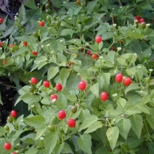 Chile Pequin Live Plant – 1 Gallon Pot – Hot Pepper – Outdoor - Image 1