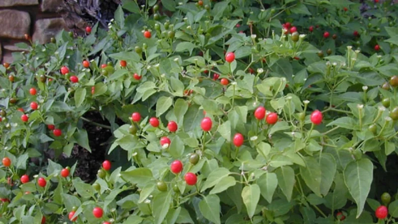 Chile Pequin Live Plant – 1 Gallon Pot – Hot Pepper – Outdoor - Image 1