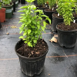 Chile Pequin Live Plant – 1 Gallon Pot – Hot Pepper – Outdoor - Image 4