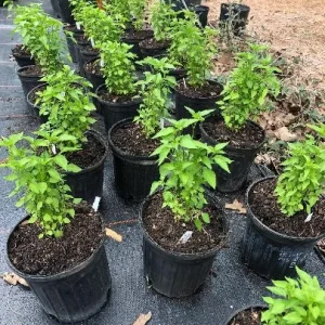 Chile Pequin Live Plant – 4 inch Pot – Edible Ornamental Pepper - Image 2