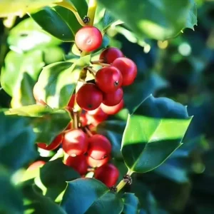 China Girl Holly Live Plant – 6-12" Tall Seedling, Quart Pot – Outdoor Shrub - Image 1