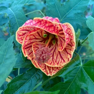 Chinese Lantern Abutilon pictum Live Plant - Rooted, 3