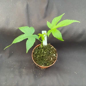Chinese Lantern Abutilon pictum Live Plant - Rooted, 3