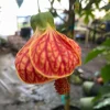 Chinese Lantern Abutilon pictum Live Plant - Rooted, 3" Pot - Image 1