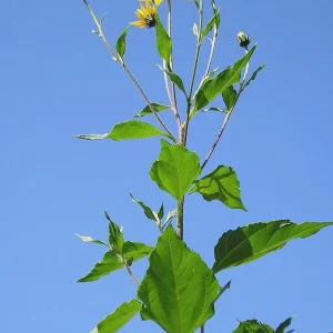 Chinese Long Sunchoke Tubers - Jerusalem Artichoke for Planting or Eating - 1 LB - Image 5