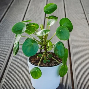 Chinese Money Plant Live, Pilea Peperomioides, 7 Inches Tall in 6 Inch Pot, Indoor - Image 2
