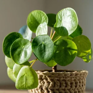 Chinese Money Plant Live, Pilea Peperomioides, 7 Inches Tall in 6 Inch Pot, Indoor - Image 3
