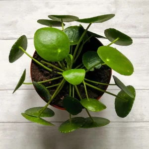 Chinese Money Plant Live, Pilea Peperomioides, 7 Inches Tall in 6 Inch Pot, Indoor - Image 4
