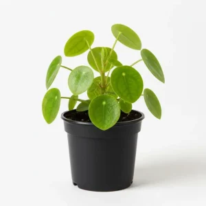 Chinese Money Plant Live, Pilea Peperomioides, 7 Inches Tall in 6 Inch Pot, Indoor - Image 5