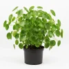Chinese Money Plant Live, Pilea Peperomioides, 7 Inches Tall in 6 Inch Pot, Indoor - Image 1