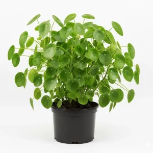 Chinese Money Plant Live, Pilea Peperomioides, 7 Inches Tall in 6 Inch Pot, Indoor - Image 1