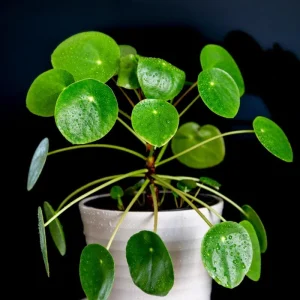 Chinese Money Plant Live Pilea Peperomioides in 3 Inch Pot, 2 Inches Height, Indoor - Image 2