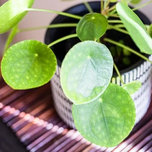 Chinese Money Plant Live Pilea Peperomioides in 3 Inch Pot, 2 Inches Height, Indoor - Image 3