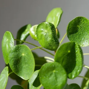 Chinese Money Plant Live Pilea Peperomioides in 3 Inch Pot, 2 Inches Height, Indoor - Image 4