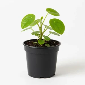 Chinese Money Plant Live Pilea Peperomioides in 3 Inch Pot, 2 Inches Height, Indoor - Image 5