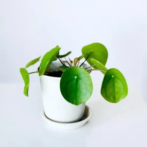 Chinese Money Plant Live Pilea Peperomioides in 3 Inch Pot, 2 Inches Height, Indoor - Image 6