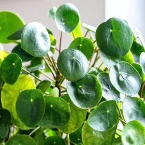 Chinese Money Plant Live Pilea Peperomioides in 3 Inch Pot, 2 Inches Height, Indoor - Image 1