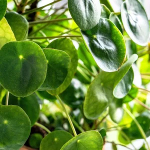 Chinese Money Plant Live Plant - 4 Inch Pot, 7 Inches Tall Pilea Peperomioides for Indoor Decor - Image 2