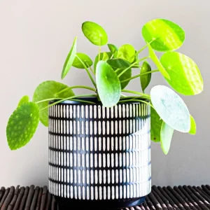 Chinese Money Plant Live Plant - 4 Inch Pot, 7 Inches Tall Pilea Peperomioides for Indoor Decor - Image 3