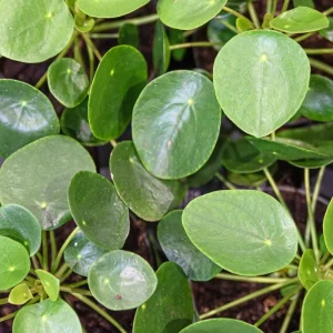Chinese Money Plant Live Plant - 4 Inch Pot, 7 Inches Tall Pilea Peperomioides for Indoor Decor - Image 4