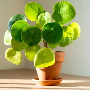 Chinese Money Plant Live Plant - 4 Inch Pot, 7 Inches Tall Pilea Peperomioides for Indoor Decor - Image 5