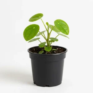 Chinese Money Plant Live Plant - 4 Inch Pot, 7 Inches Tall Pilea Peperomioides for Indoor Decor - Image 6