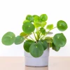 Chinese Money Plant Live Plant - 4 Inch Pot, 7 Inches Tall Pilea Peperomioides for Indoor Decor - Image 1