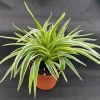 Chlorophytum Variegata Compacta Live Plant - Spider Plant in 3" Pot - Image 1