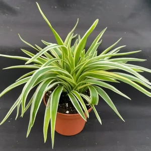 Chlorophytum Variegata Compacta Live Plant - Spider Plant in 3