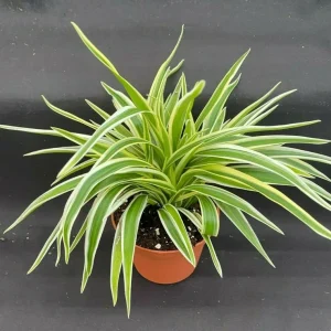 Chlorophytum Variegata Compacta Live Plant - Spider Plant in 3