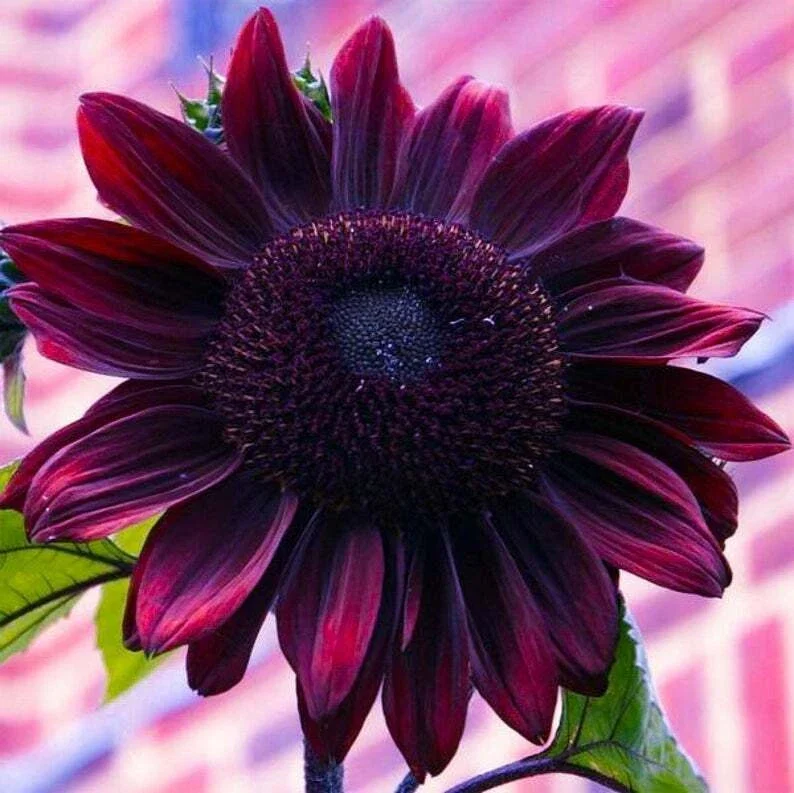 Chocolate Cherry Sunflower Seeds – 25 Seeds Pack – Perennial Sun Bloom - Image 1